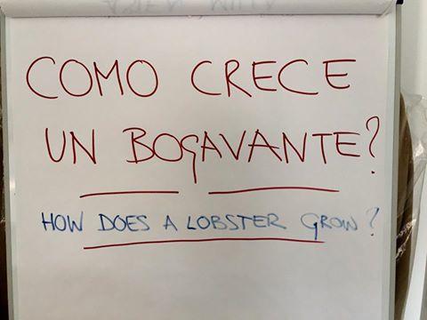 Como crece un bogavante?