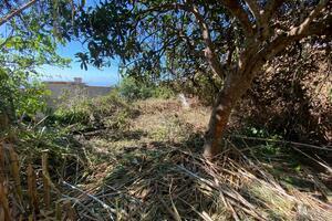 House - La Matanza de Acentejo (2)