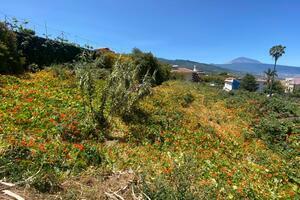 Land - La Matanza de Acentejo (3)