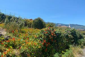 Land - La Matanza de Acentejo (0)