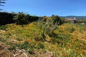 Land - La Matanza de Acentejo (1)