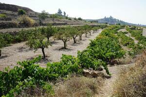 Land - Vilaflor (2)