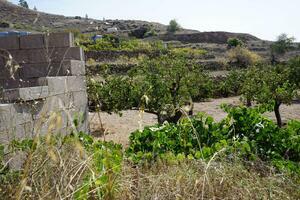 Land - Vilaflor (3)