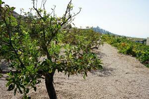 Land - Vilaflor (0)