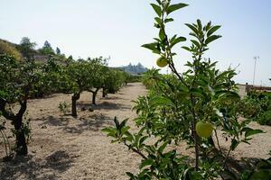 Land - Vilaflor (0)