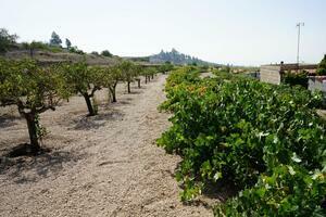 Land - Vilaflor (2)