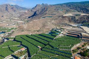 Finca - Guía de Isora (1)