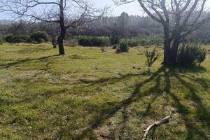 Podere - La Matanza de Acentejo (3)