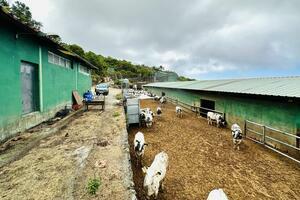 Business - Garachico (3)