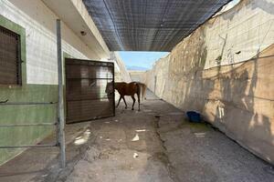 Domain - Las Galletas (0)