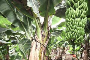 Landshof - Las Galletas (2)