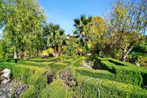 Estate - Vilaflor (3)