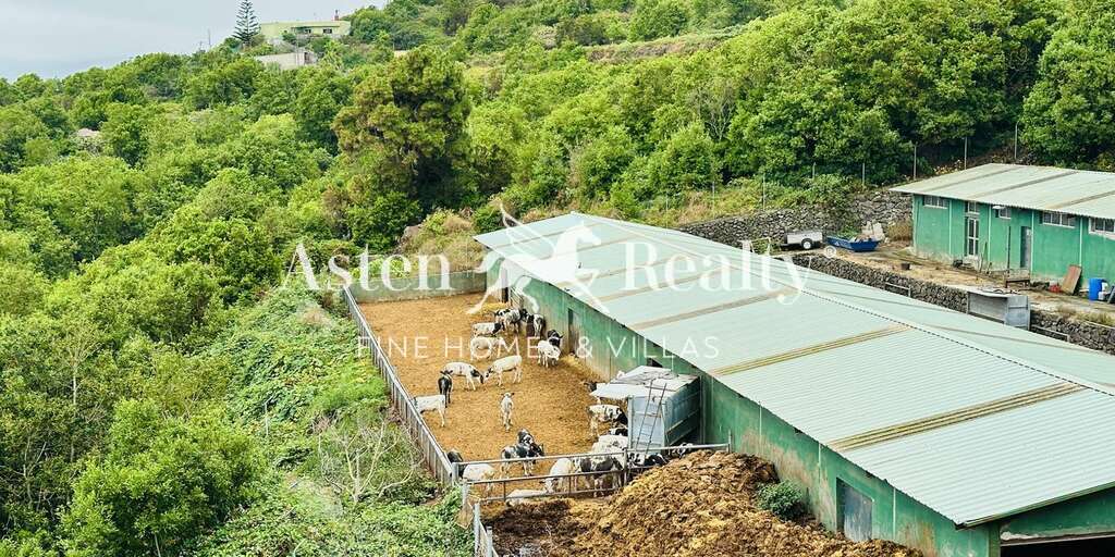 Business - Garachico