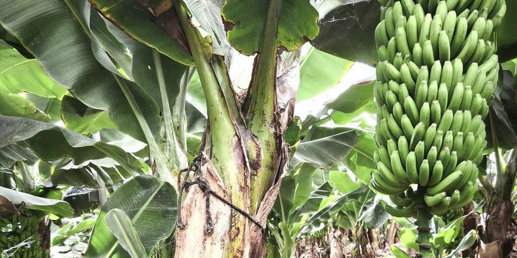 Estate - Las Galletas